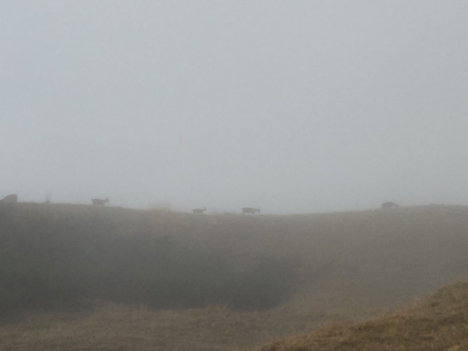 Ziegen im Nebel.
