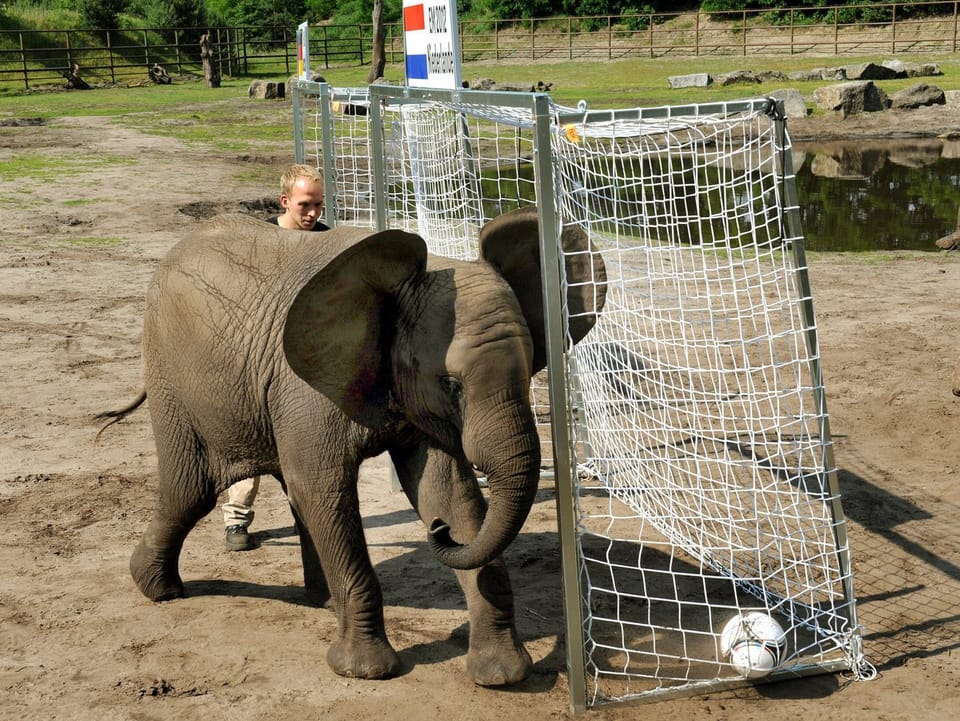 Elefant vor einem Tor.