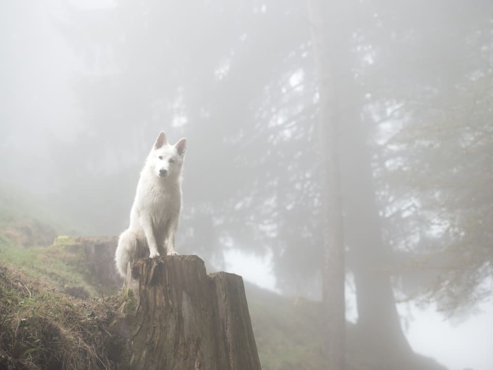 Ein weisser Hunbd auf einem Stein sitzt im Nebel- auf dem Hulftegg  Baslelland.