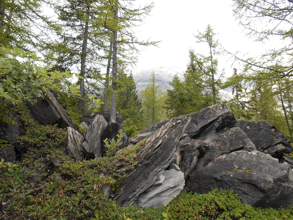 Im Wald von Derborence mit Felsbrocken.