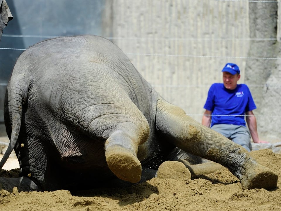 Ein Elefant wälzt sich im Zürcher Elefantenhaus im Sand, während ein Pfleger nur wenige Meter entfernt zuschaut.