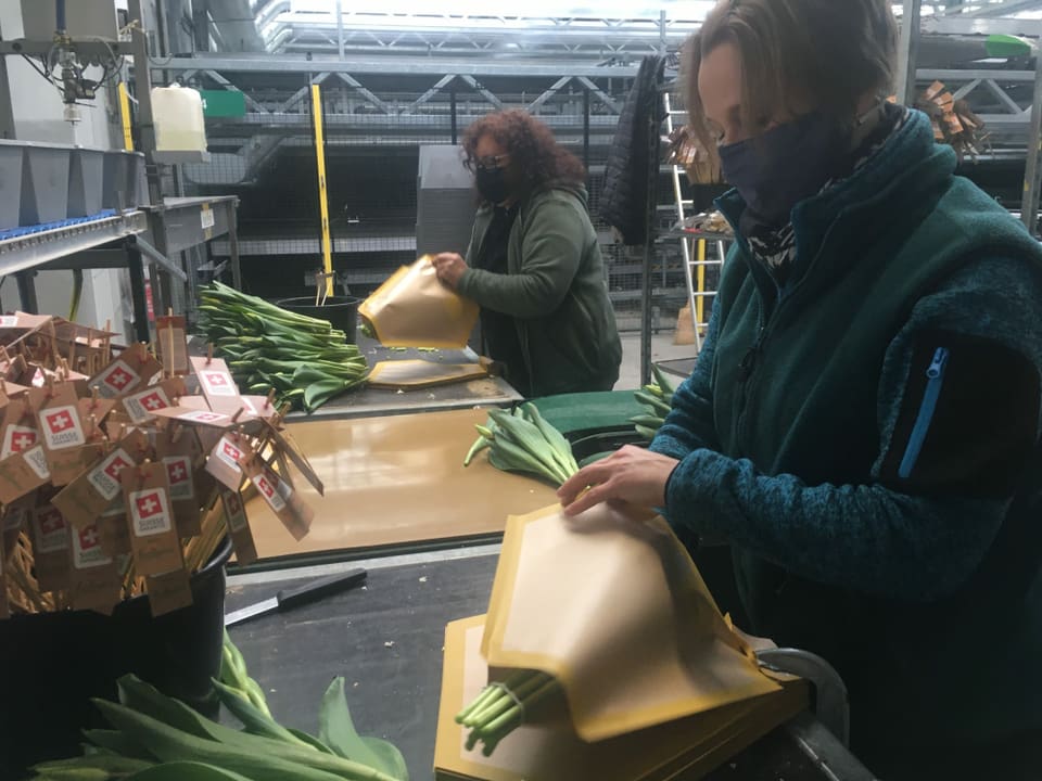 Zwei Frauen verpacken die Tulpensträusse.