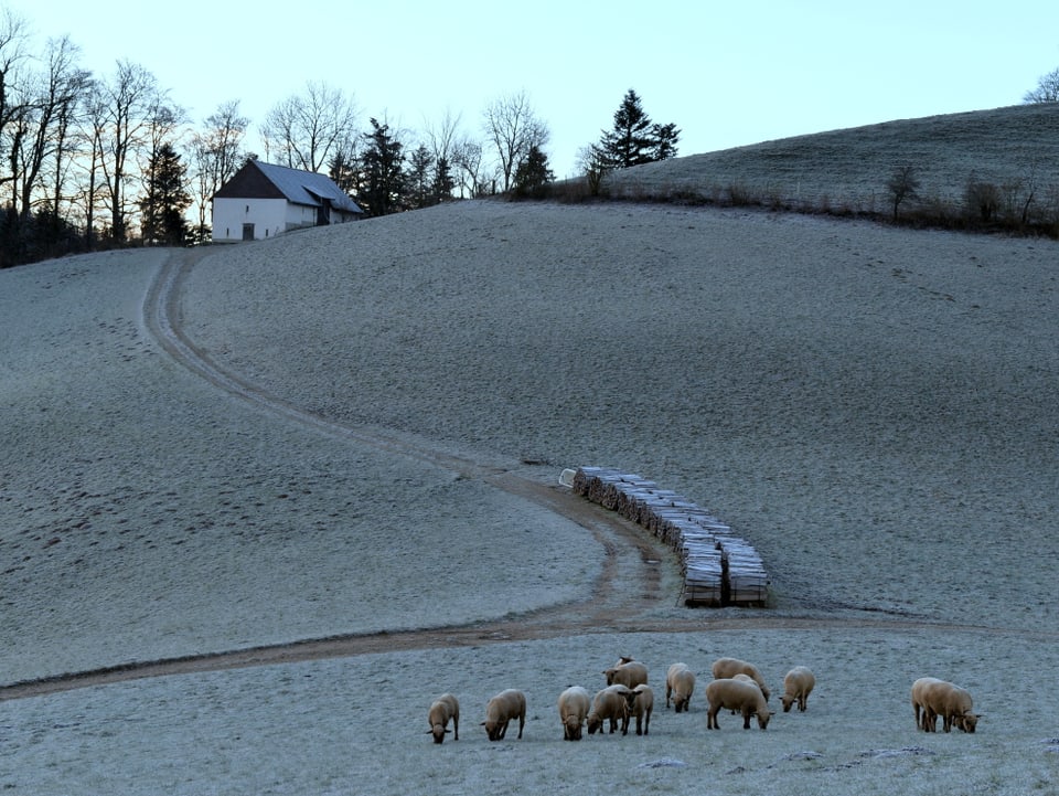 Eine mit Reif überzogene Weide bei Tagesanbruch. Darauf grast friedlich eine Herde Schafe.