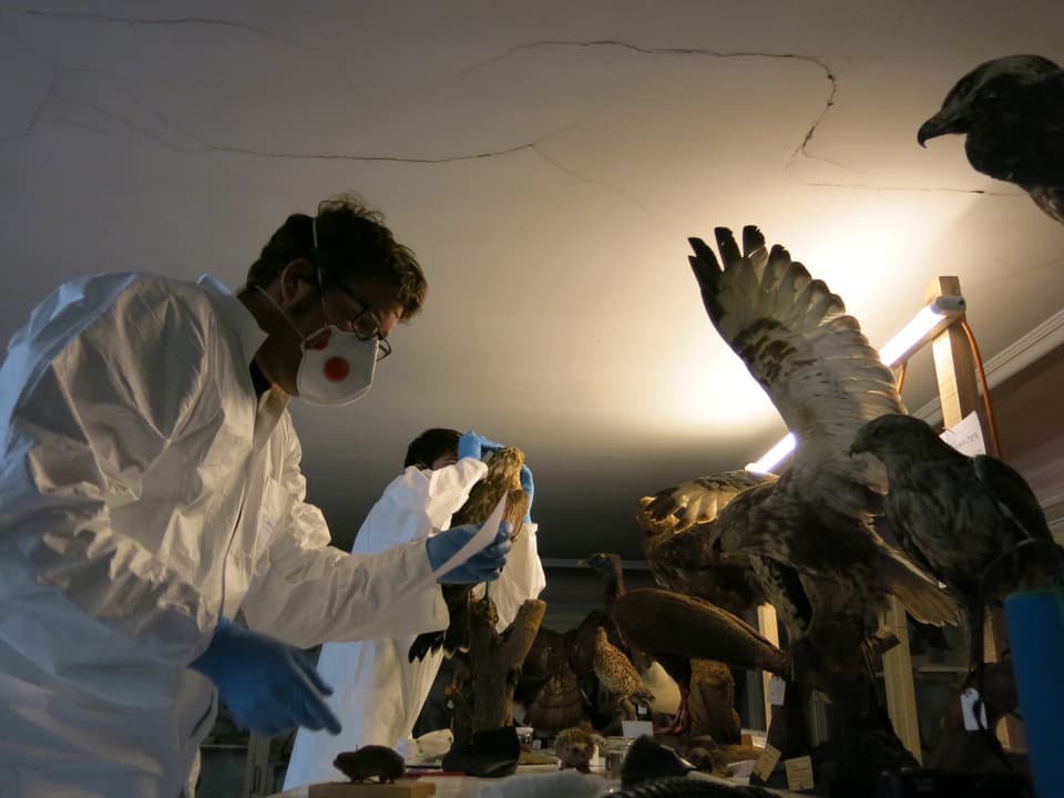 Zwei Freiwillige mit Mantel, Handschuhen und Mundschutz säubern Vögel.