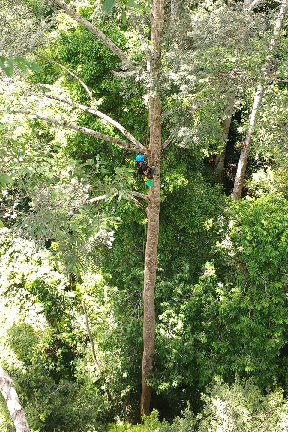 Eine Frau mit Helm auf einem Baum. 