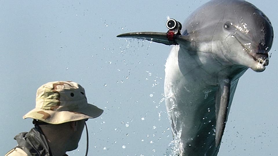 Delfin mit Mann.