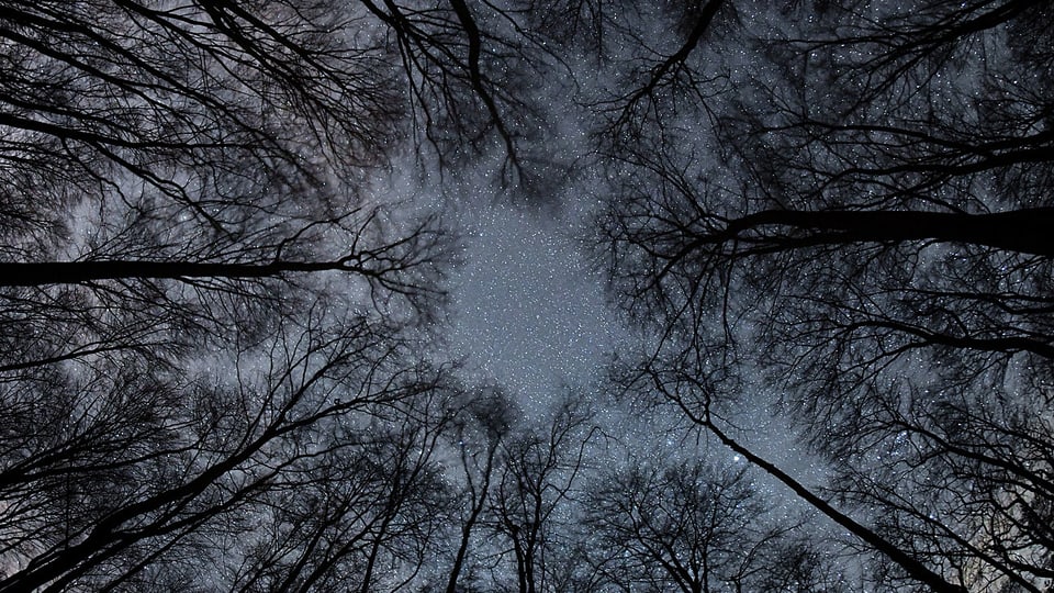 Ein Blick von unten auf Baumkronen: Geäst, Sterne und ein Nachthimmel sind zu sehen.
