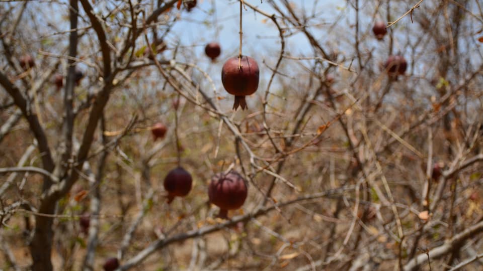 Verdorrte Granatapfelbäume