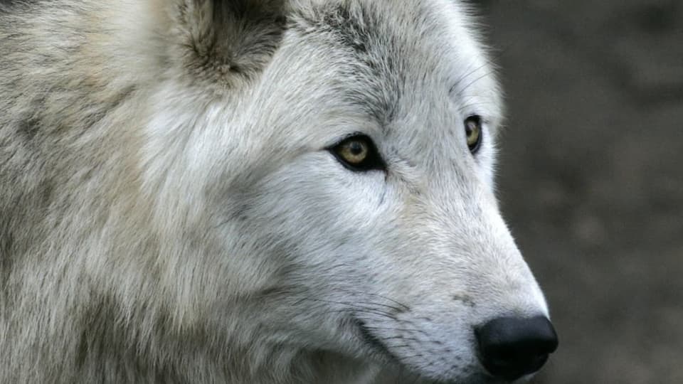 Dieses Bild zeigt einen Wolf aus einem Zoo.