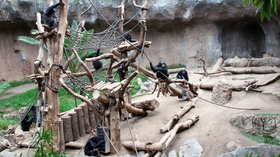 Schimpsansen im Innengehege des Zoo Leipzigs.