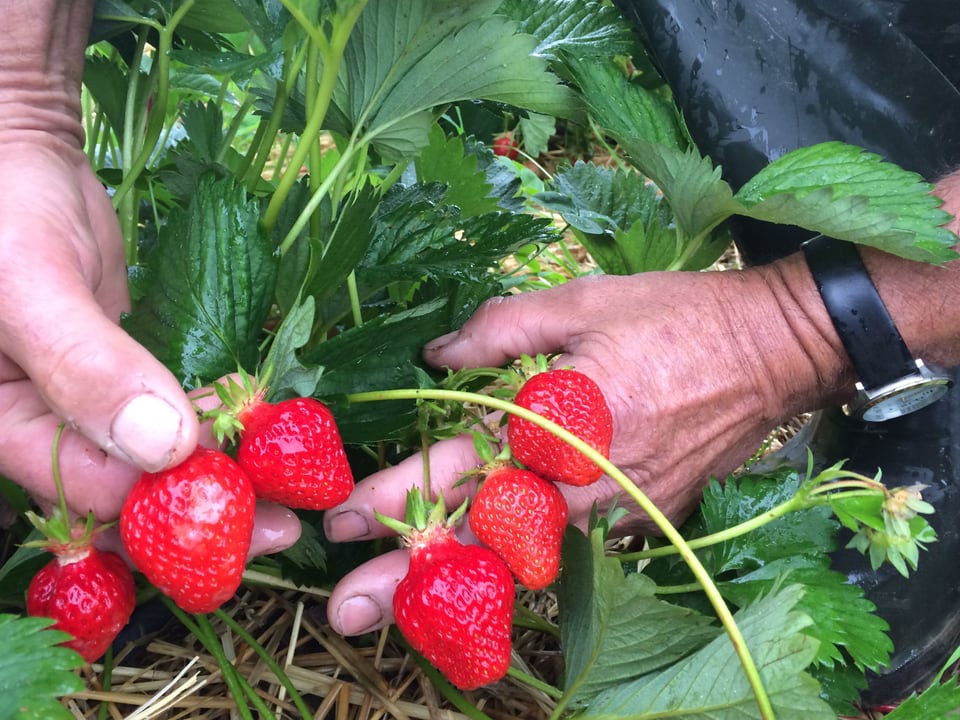 Hände halten sechs Erdbeeren