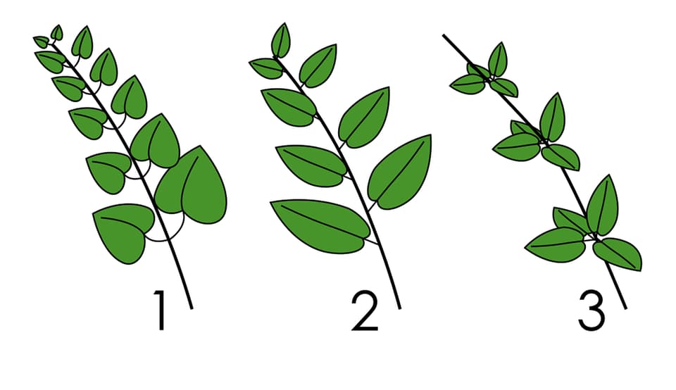 Die drei Pflanzenarten in einer Zeichnung hintereinander dargestellt.