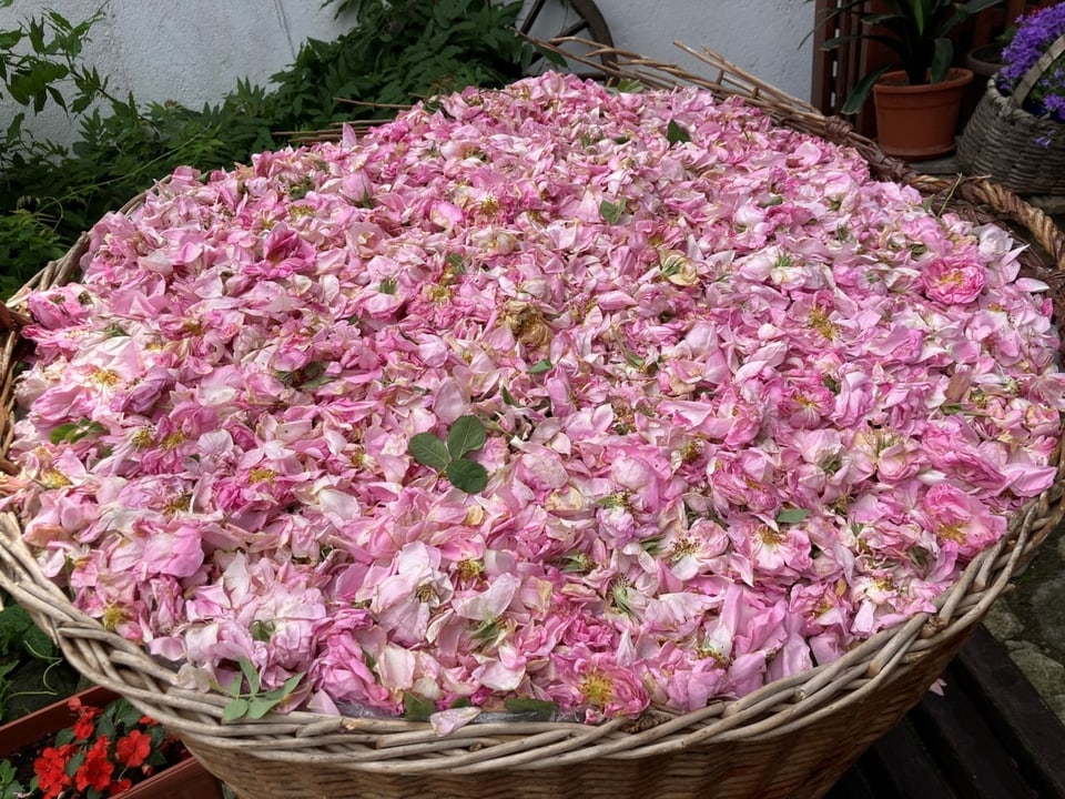 Rosenblätter in einem Korb