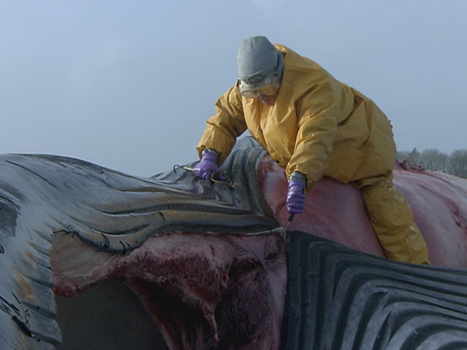 Für die Fernsehserie kletterte die Anatomin zum Sezieren auf einen Finnwal.