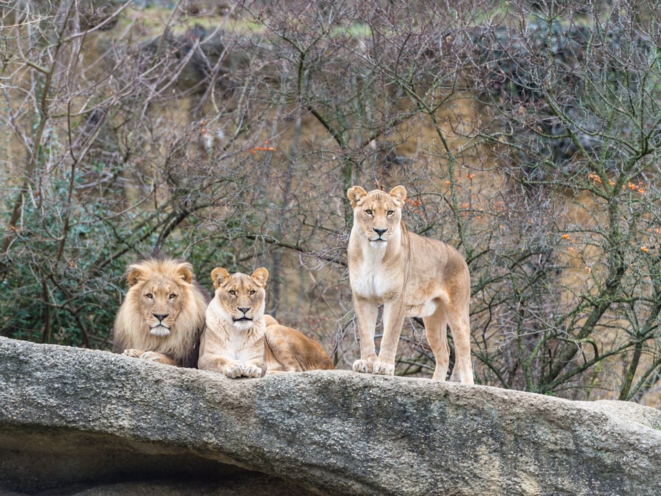 Drei Löwen auf einem Felsen