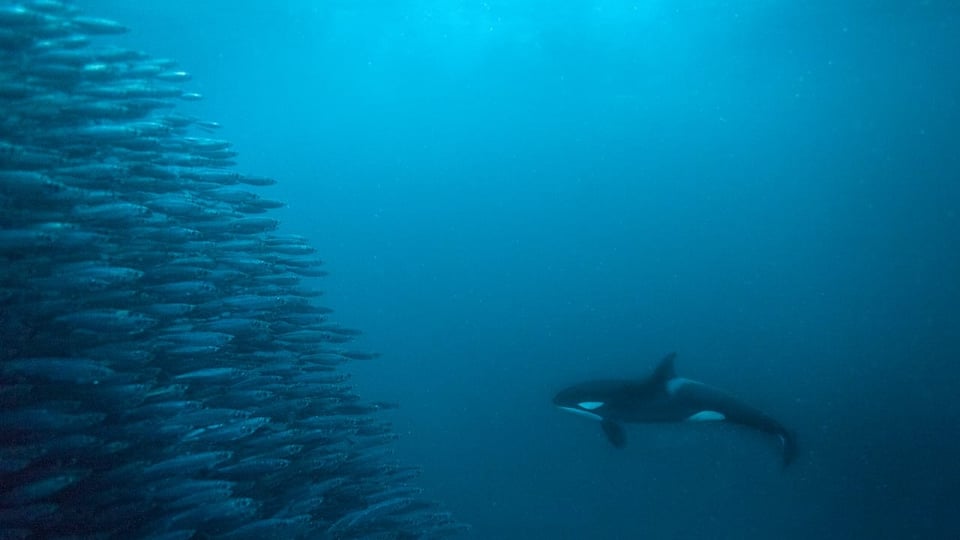 Orka vor Fischschwarm