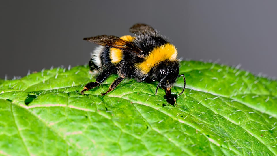 eine Hummel macht ein Loch in ein Blatt