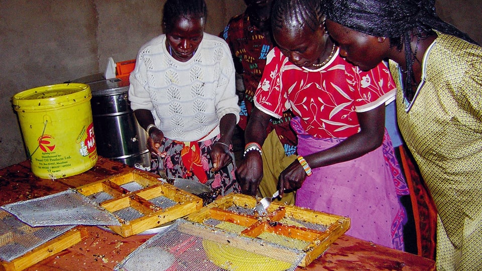 Drei afrikanische Frauen bei der Honigproduktion