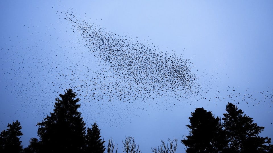 Viele Vögel versammeln sich am Himmel.