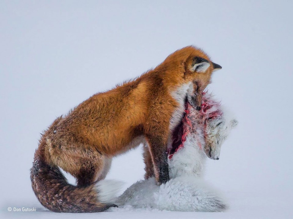 Ein Rotfuchs beisst in den Nacken eines Schneefuchses.
