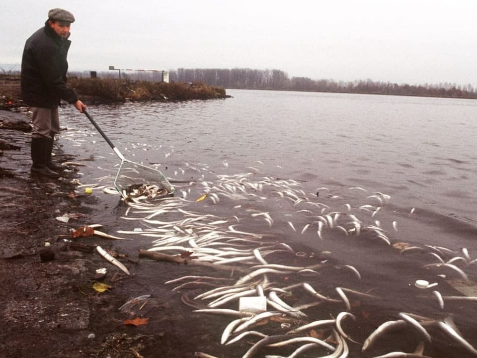 Mann fischt am roten Rhein tote Fische aus dem Wasser. Man sieht viele tote Fische.