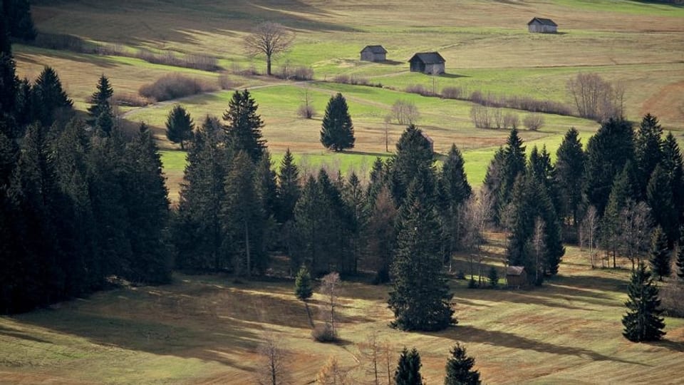 Eine Weide in der Region Kleckelmoos-Gais. 
