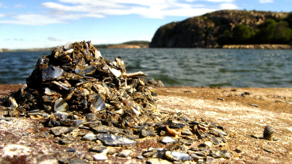 Ein Berg aus Muscheln und Schlamm an einem Strand, dahinter das Meer.