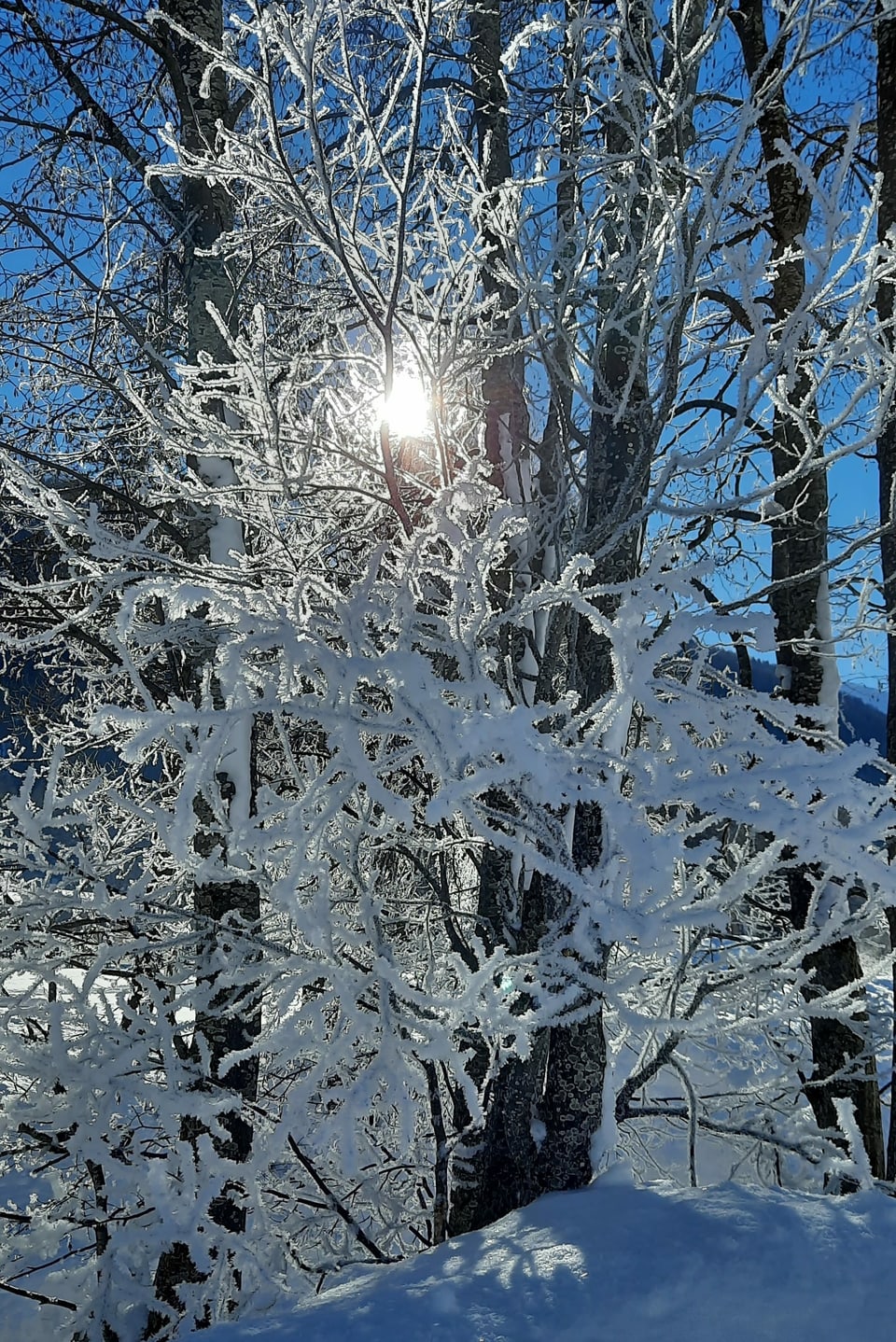 Die Sonne scheint durch Bäume, die mit Schnee bedeckt sind.