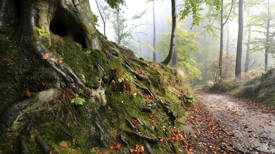 Ein Weg, der durch einen Wald führt.