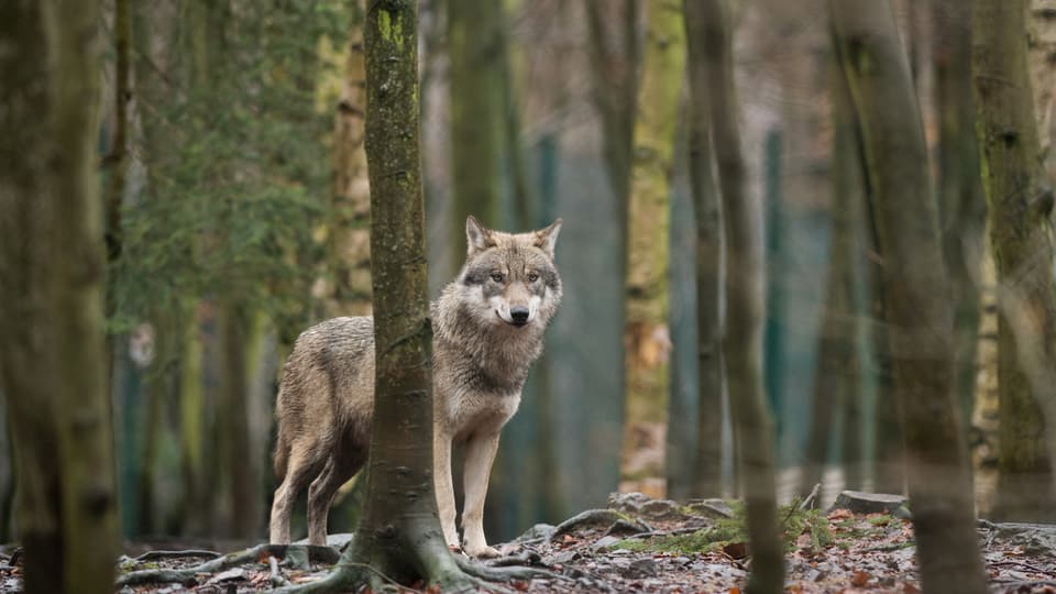 Wolf steht im Wald.