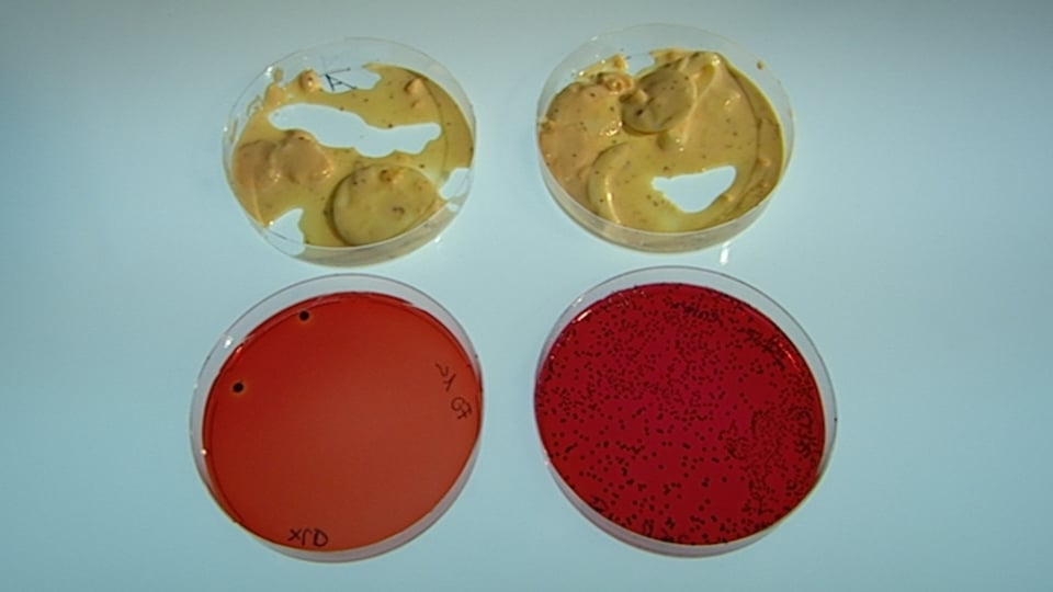 Zwei Proben desselben Eiersalats. Links mit wenigen Salmonellen in der Petrischale davor, rechts mit vielen.