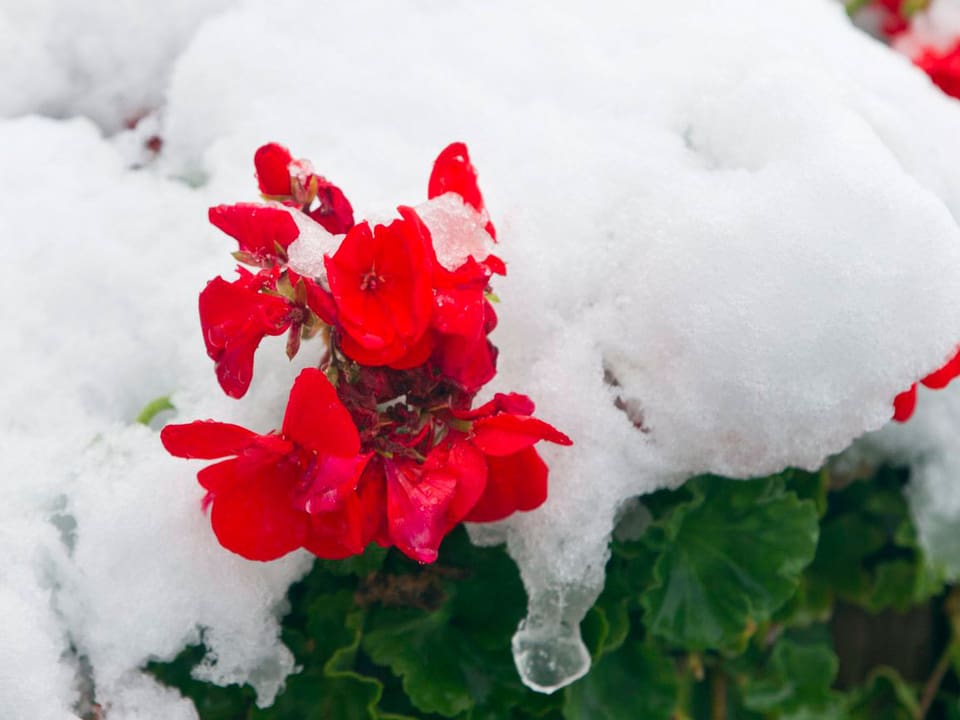Rotes Geranium von Schnee bedeckt.