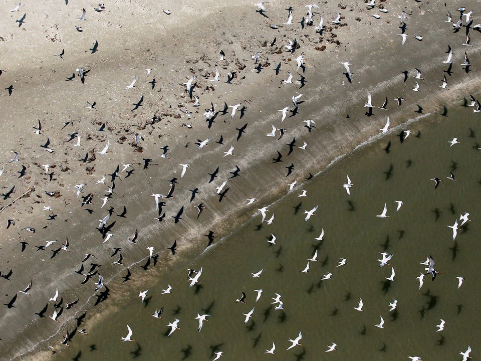 Vögel fliegen über einen Strand, kein Öl sichtbar.