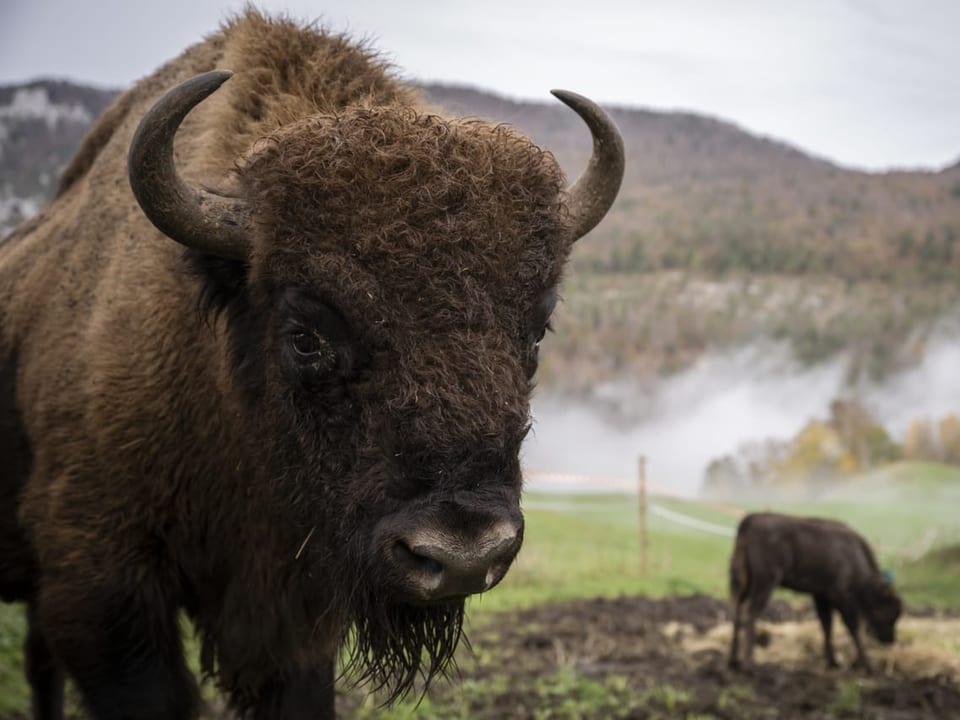 Ein Wisent schaut neugierig in die Kamera, im Hintergrund Herbstlandschaft