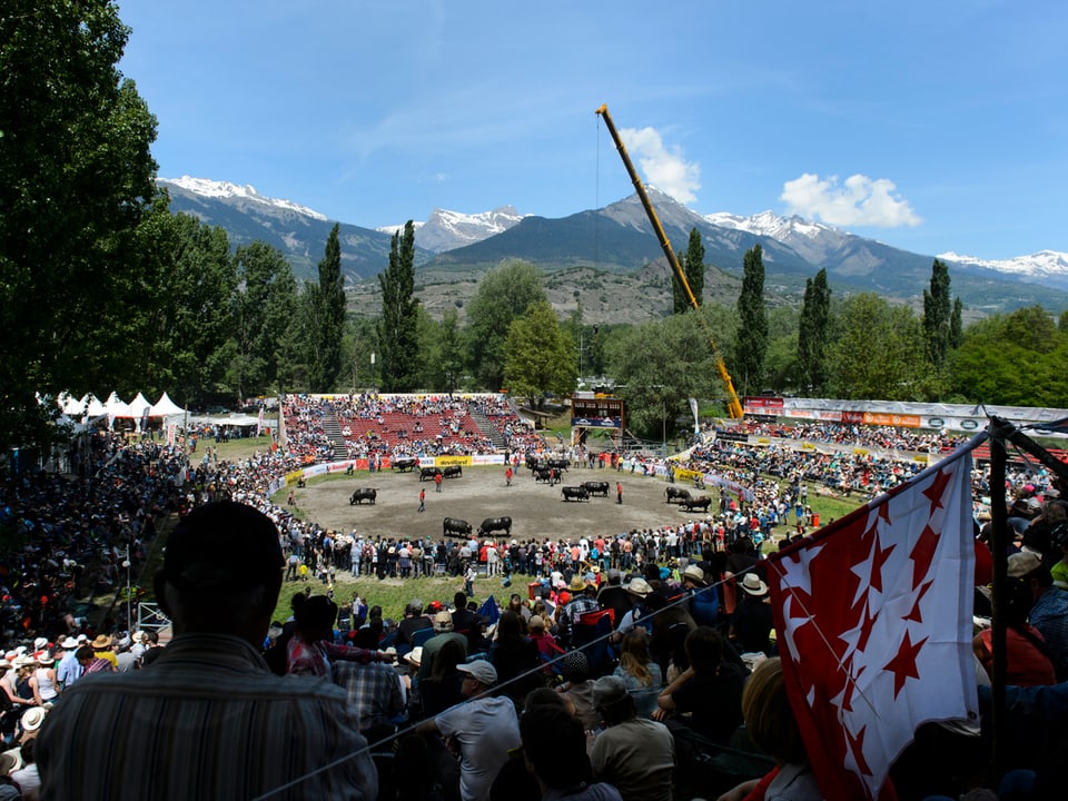 Die Arena im Wallis, wo die Kuhkämpfe ausgetragen werden. 