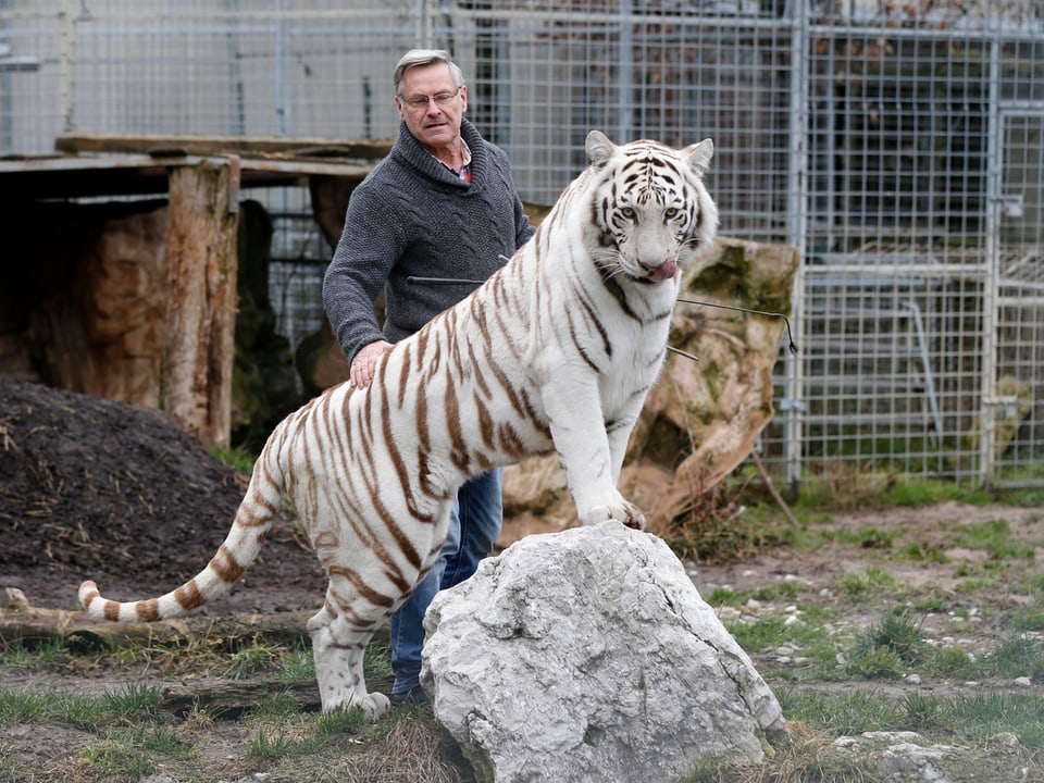 Raubtierdompteur Rene Strickler mit einem weissen Tiger