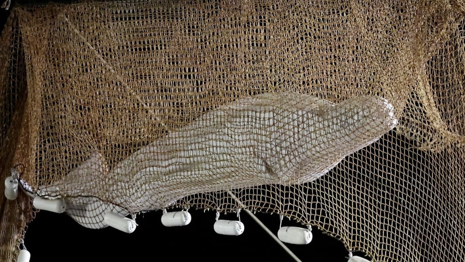Der verirrte Belugawal wird in einem Netz aus der Seine gehoben.