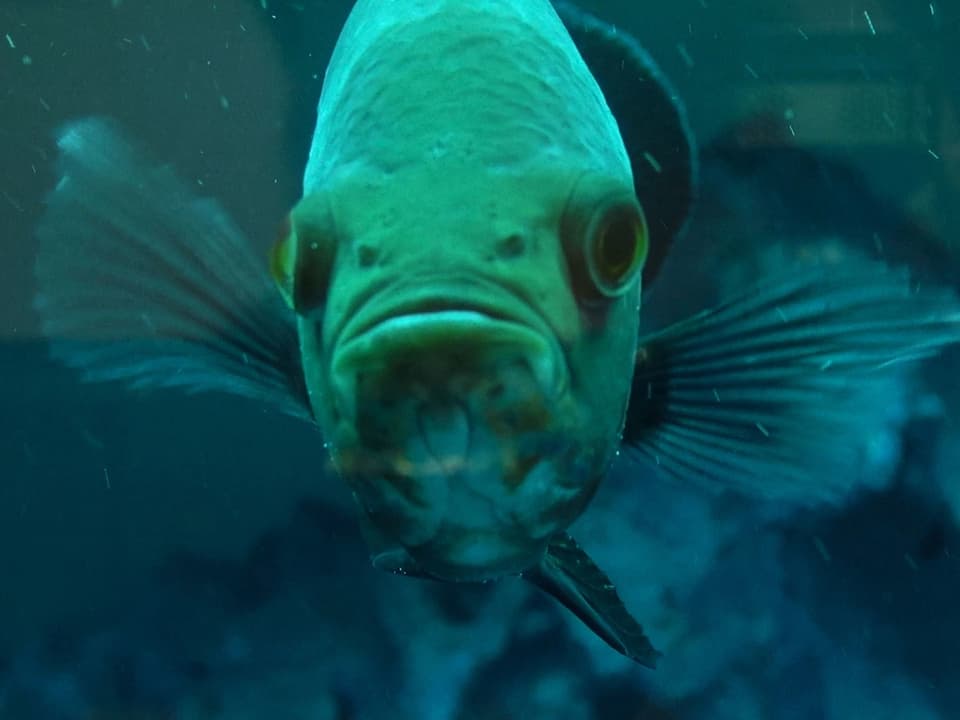Fisch aus Film