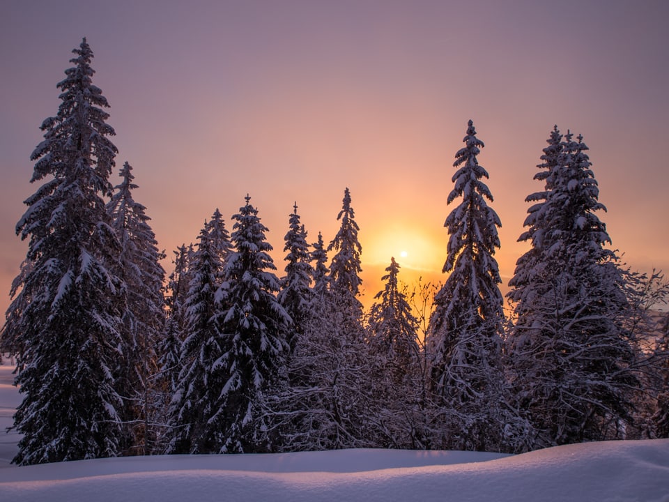 Die Sonne geht hinter verschneiten Tannen auf. Der Himmel und der Schnee im Vordergrund leuchten in violetten und orangen Farben.