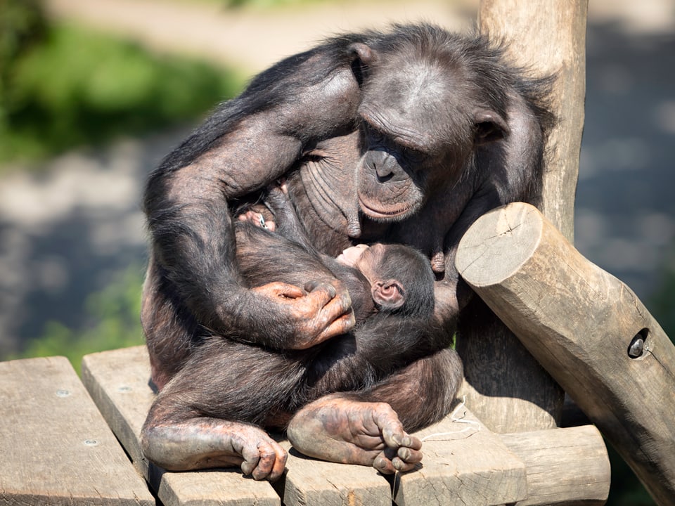 Schimpansen-Baby bei seiner Mama.