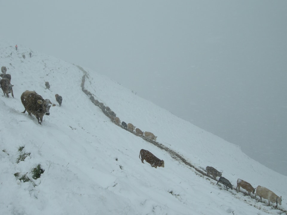 Kühhe werden von den verschneiten Almen  getriben( Ort: RUBI 1900 m.ü.M)