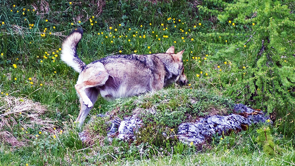 Wolf markiert sein Revier mit Urin