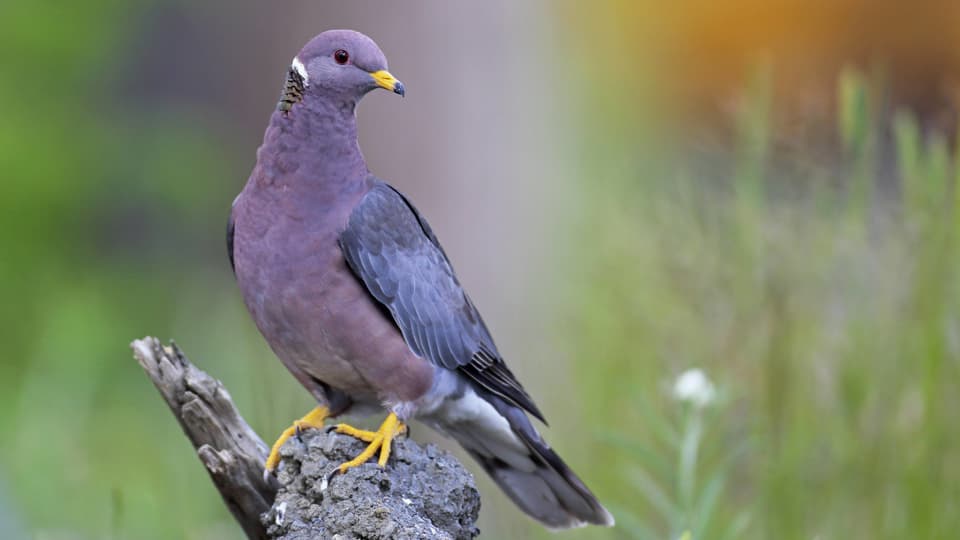 Ein Vogel mit violett-grauer Brust sitzt auf einem Stein