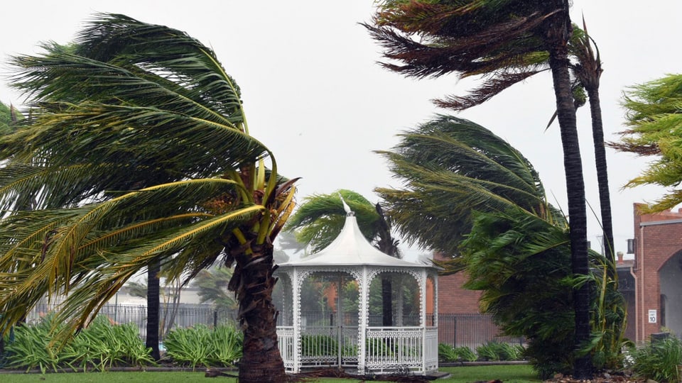 Palmen werden vom Zyklon zur Seite gedrückt.