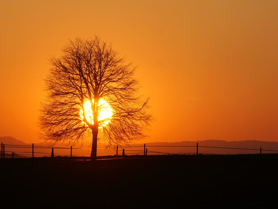 Die Sonne geht hinter einem Baum unter.