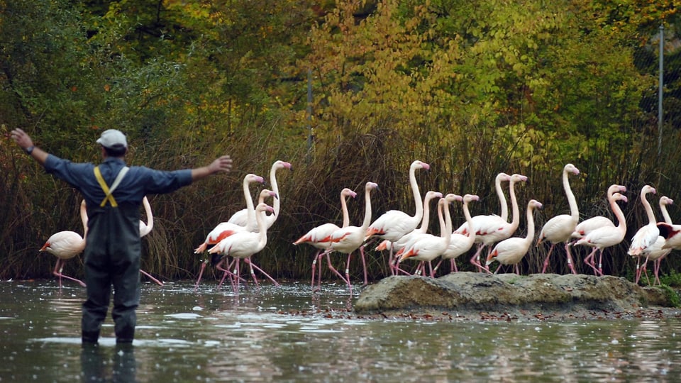 Rosa-Flamingos im Berner Tierpark Dählhölzli