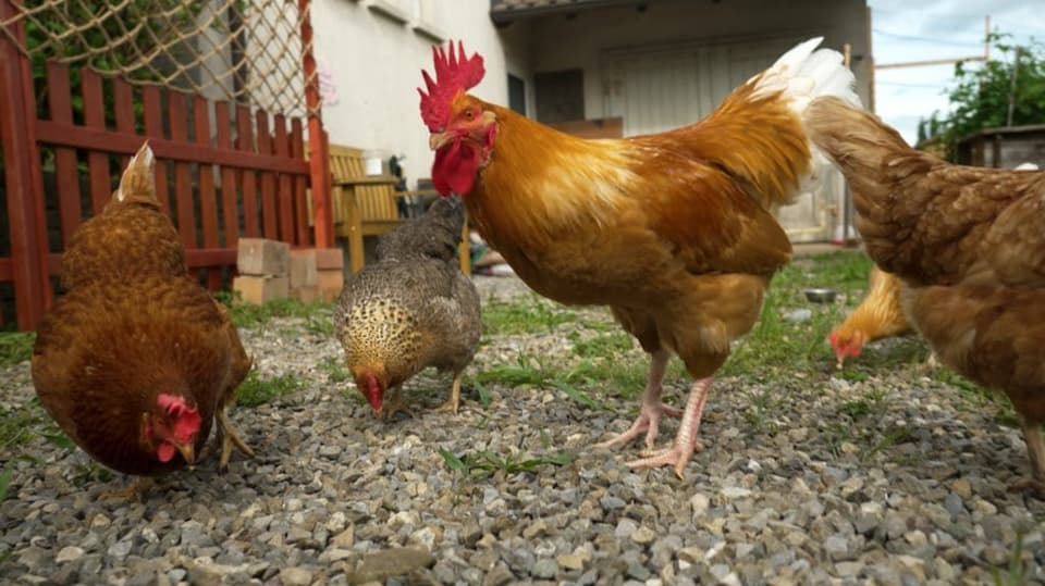 Hühner und ein Hahn in einem Garten. 