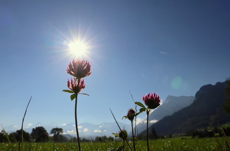 Rotklee auf grüner Wiese vor blauem Himmel und strahlender Sonne.