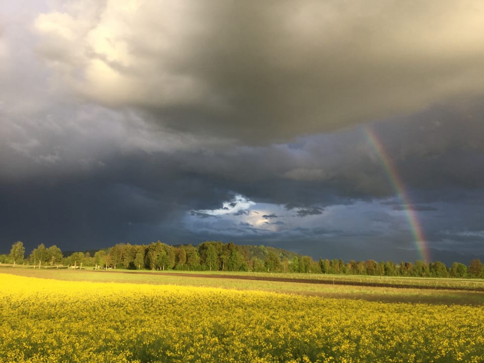 In Egolzwil/LU auf der Moorebene Wauwilermoos blüht ein gelbes Rapsfeld. Darüber liegt ein Regenbogen, welcher in einer dunklen Wolke verschwindet.