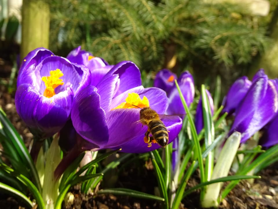Violett blühender Krokus mit gelben Pollen in der Blüte. Eine Biene fliegt gerade eine dieser Blumen an. 